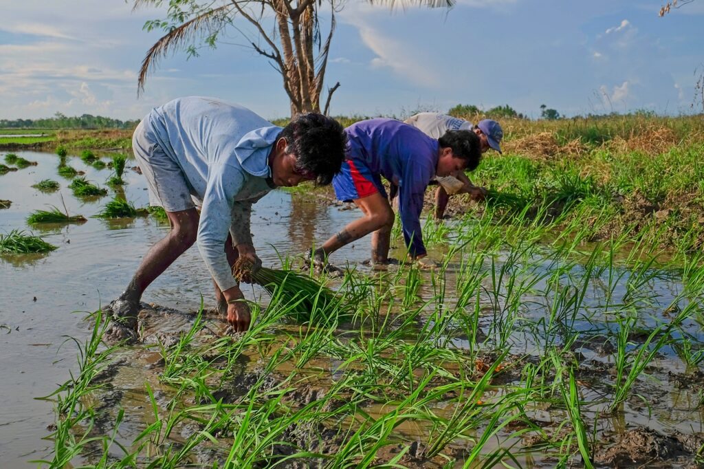 rice farmworkers in isabela, northern philippines